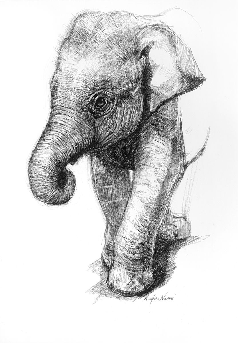 832x1200 Pencil Drawings Of Baby Elephants Portrait Drawings Elephant Art - Elephant Art Drawing