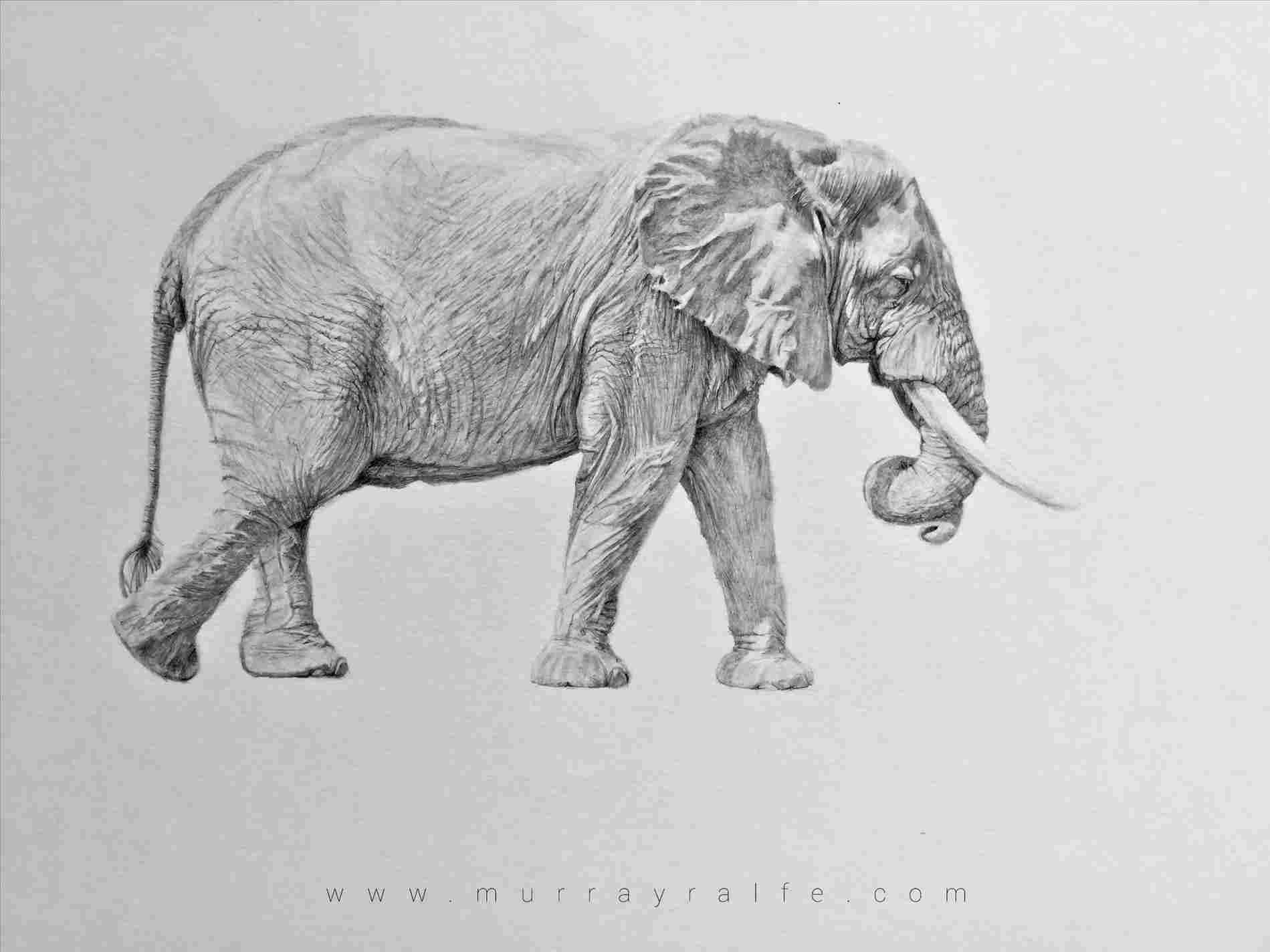 1899x1424 Sketches Of Elephants Pencil Drawing Elephant Art - Elephant Art Drawing