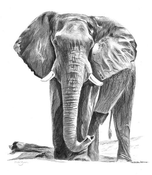 521x600 Elephant Drawing How To Draw And Paint Animals - Elephant Art Drawing