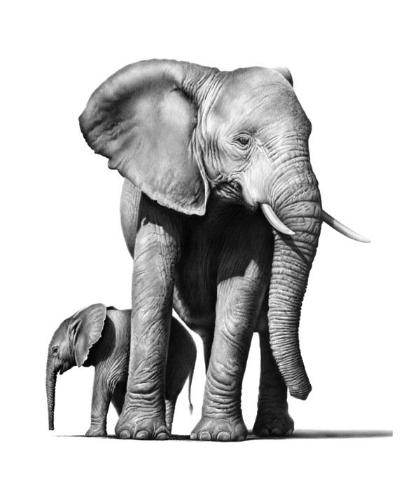 587x700 Design Stack A Blog About Art, Design And Architecture Wildlife - Elephant Art Drawing