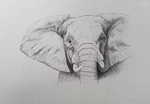 300x209 Elephant Art Fine Art America - Elephant Art Drawing
