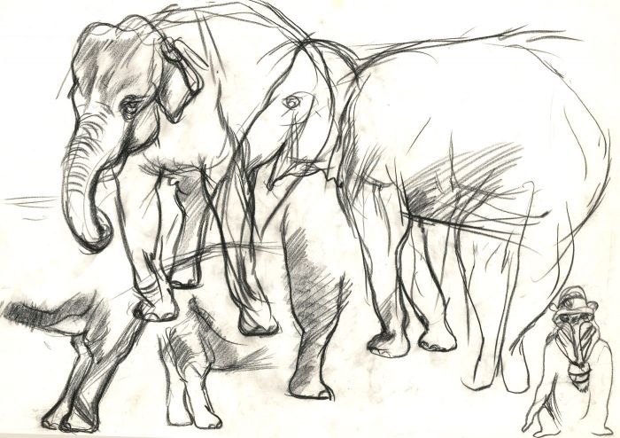 700x494 Brian Liddle - Elephant Charcoal Drawing