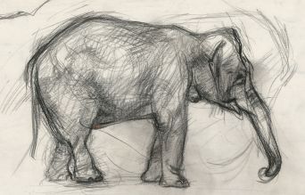 Elephant Charcoal Drawing at PaintingValley.com | Explore collection of ...