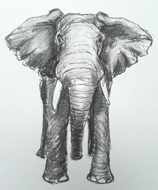 Elephant Charcoal Drawing at PaintingValley.com | Explore collection of ...