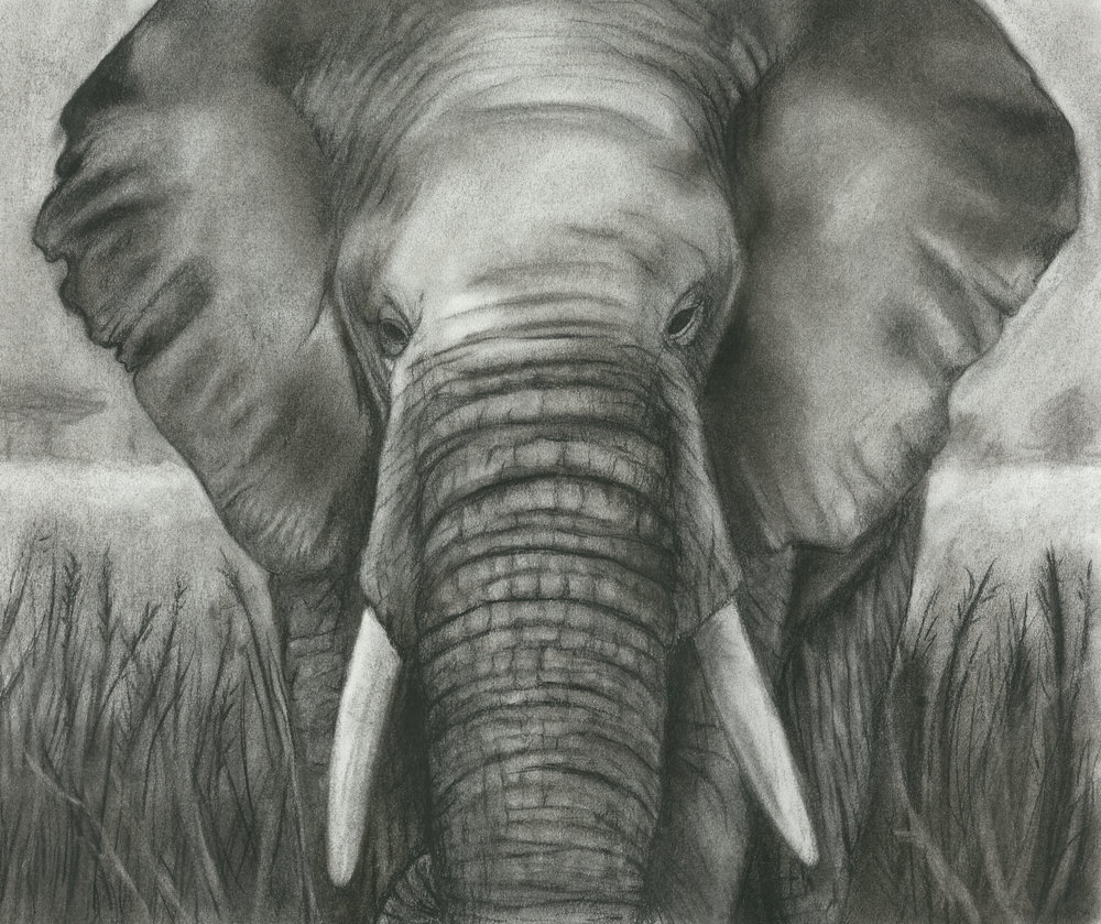 1000x839 Charcoal Drawings Blue Unicorn Studios - Elephant Charcoal Drawing