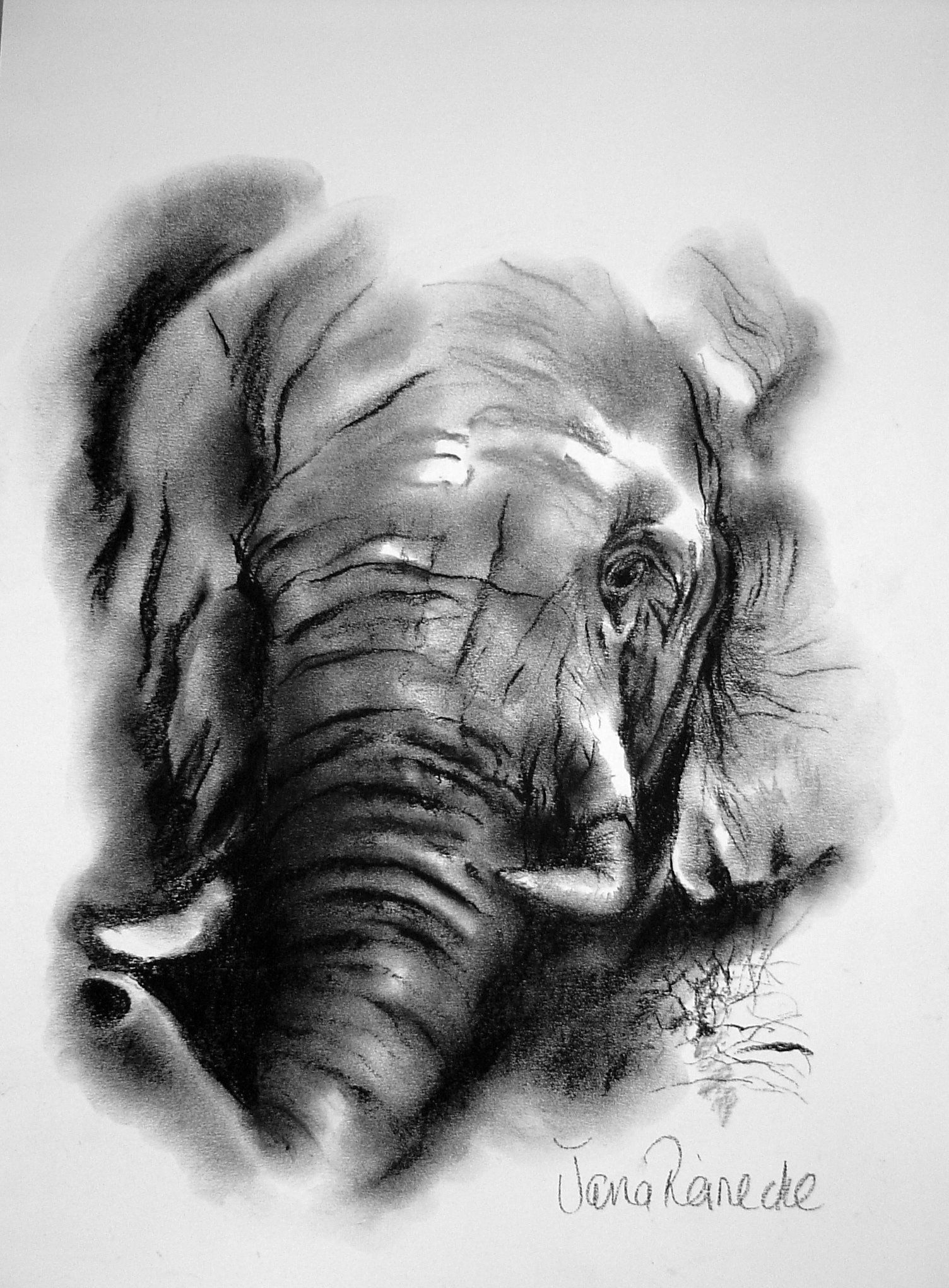 1504x2040 Elephant Charcoal Drawing African Art Wildlife - Elephant Charcoal Drawing