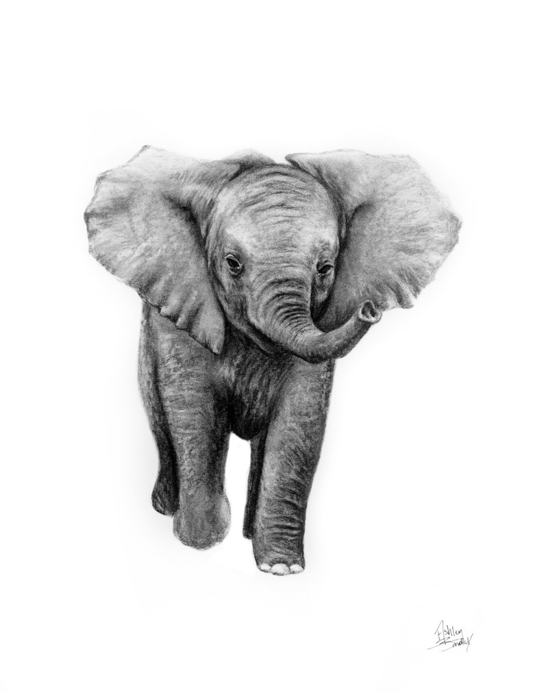 794x1011 Elephant Charcoal Drawing Art Print Hand Drawn Baby Elephant Etsy - Elephant Charcoal Drawing