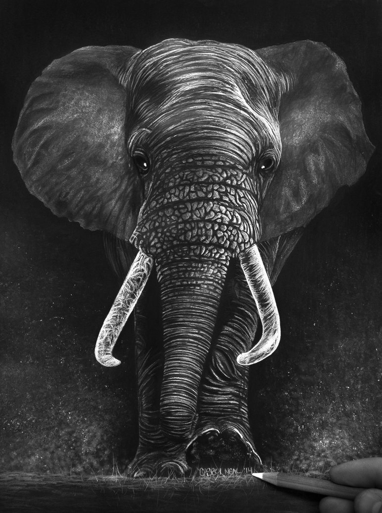 772x1035 Elephant Charcoal Drawing - Elephant Charcoal Drawing