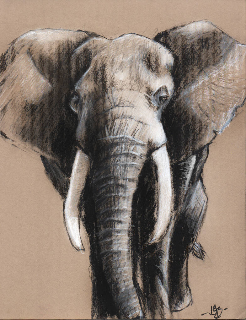 784x1019 Elephant Charcoal Drawing On Toned Paper - Elephant Charcoal Drawing