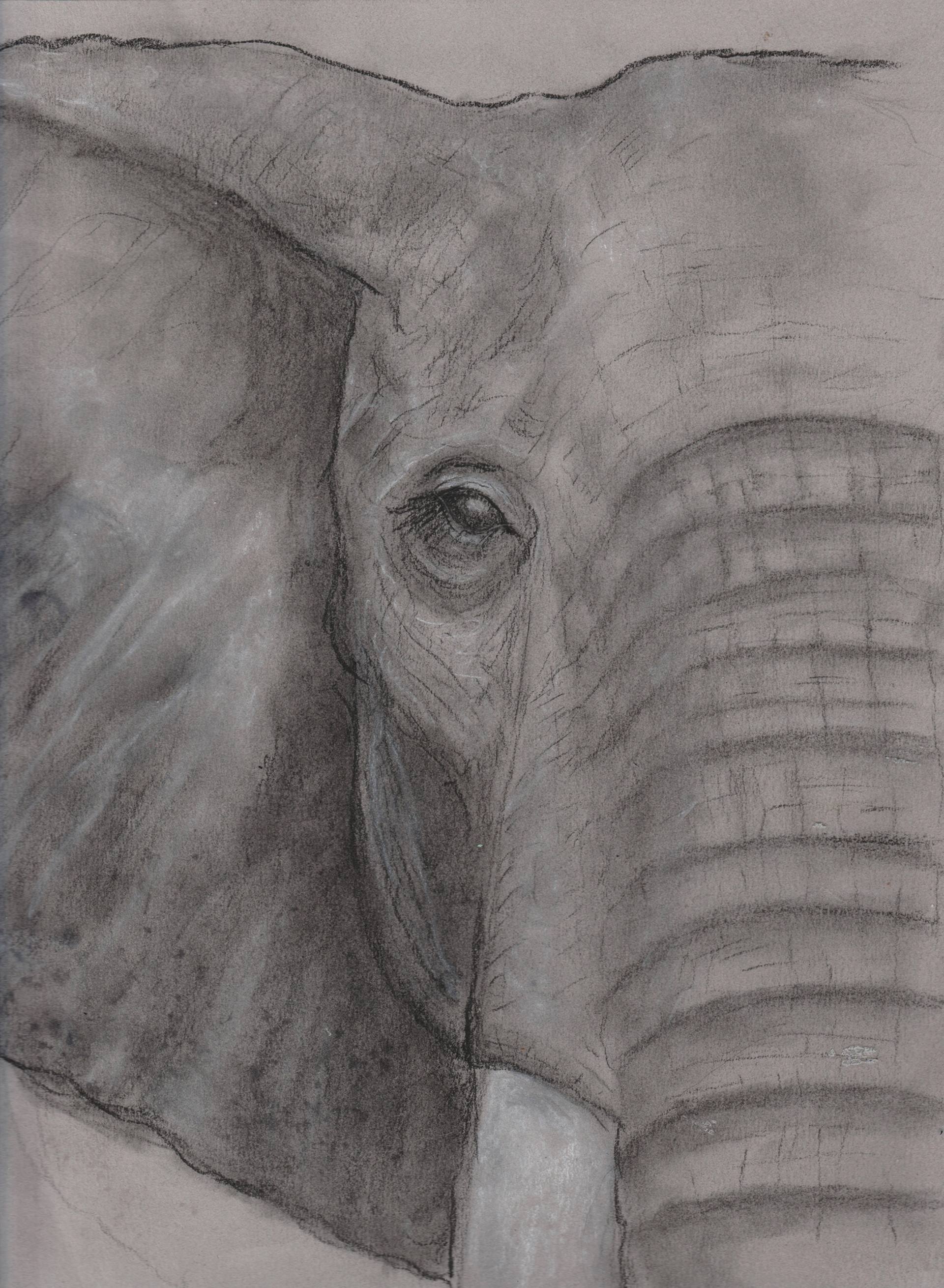 1920x2620 Elephant Drawing - Elephant Charcoal Drawing