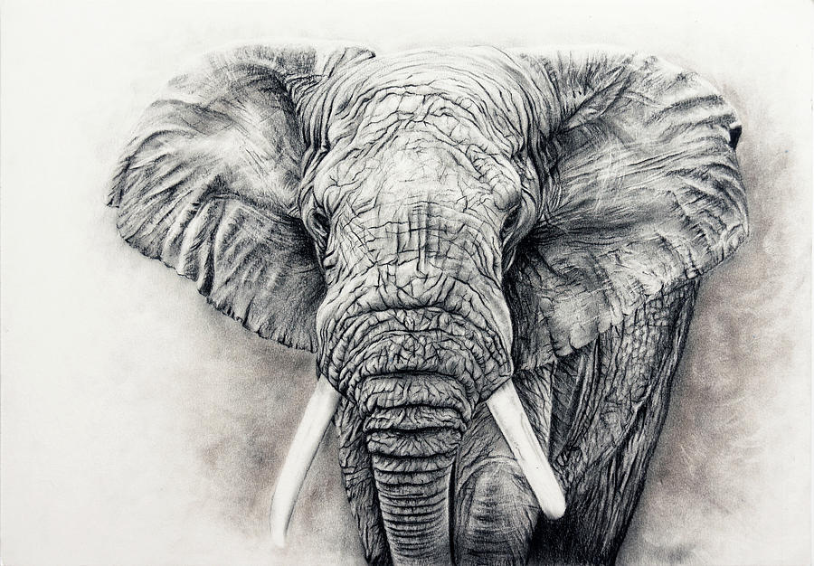 900x626 Elephant In Charcoal Painting - Elephant Charcoal Drawing
