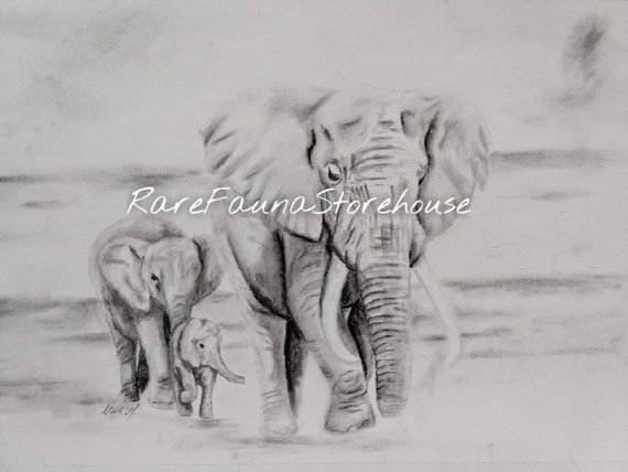 570x428 Elephant Decor Charcoal Drawing Framed Art Elephant Etsy - Elephant Charcoal Drawing