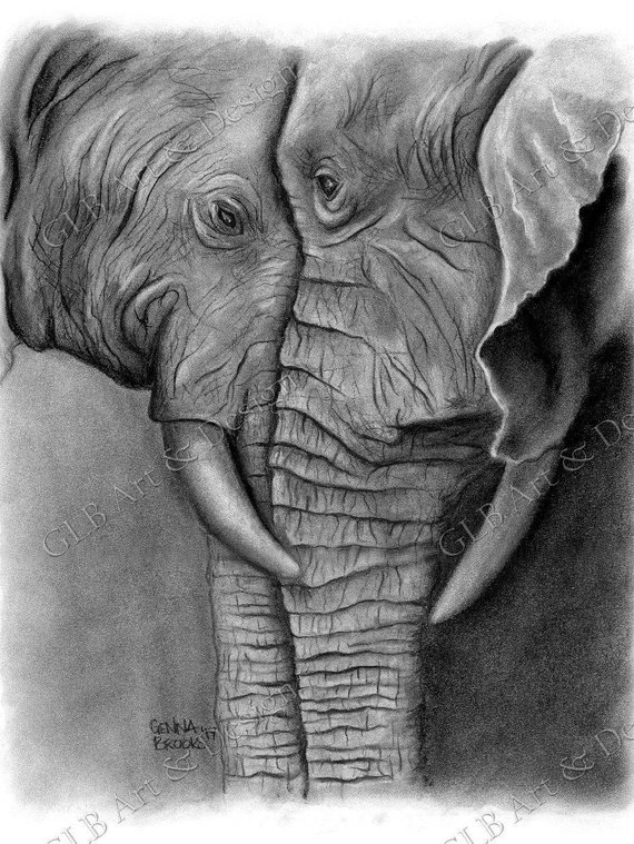 Elephant Charcoal Drawing at PaintingValley.com | Explore collection of ...