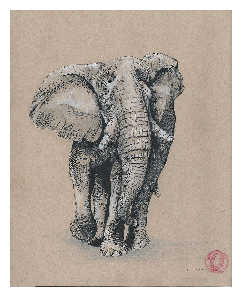 Elephant Charcoal Drawing At Explore Collection Of Elephant Charcoal Drawing