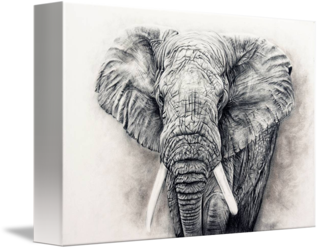 650x508 Elephant In Charcoal - Elephant Charcoal Drawing