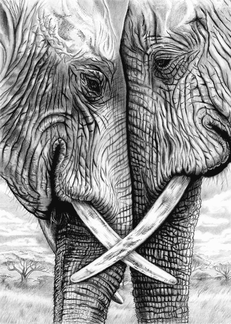 800x1120 Elephants In Pencil And Charcoal X Giclee Togetherness Etsy - Elephant Charcoal Drawing