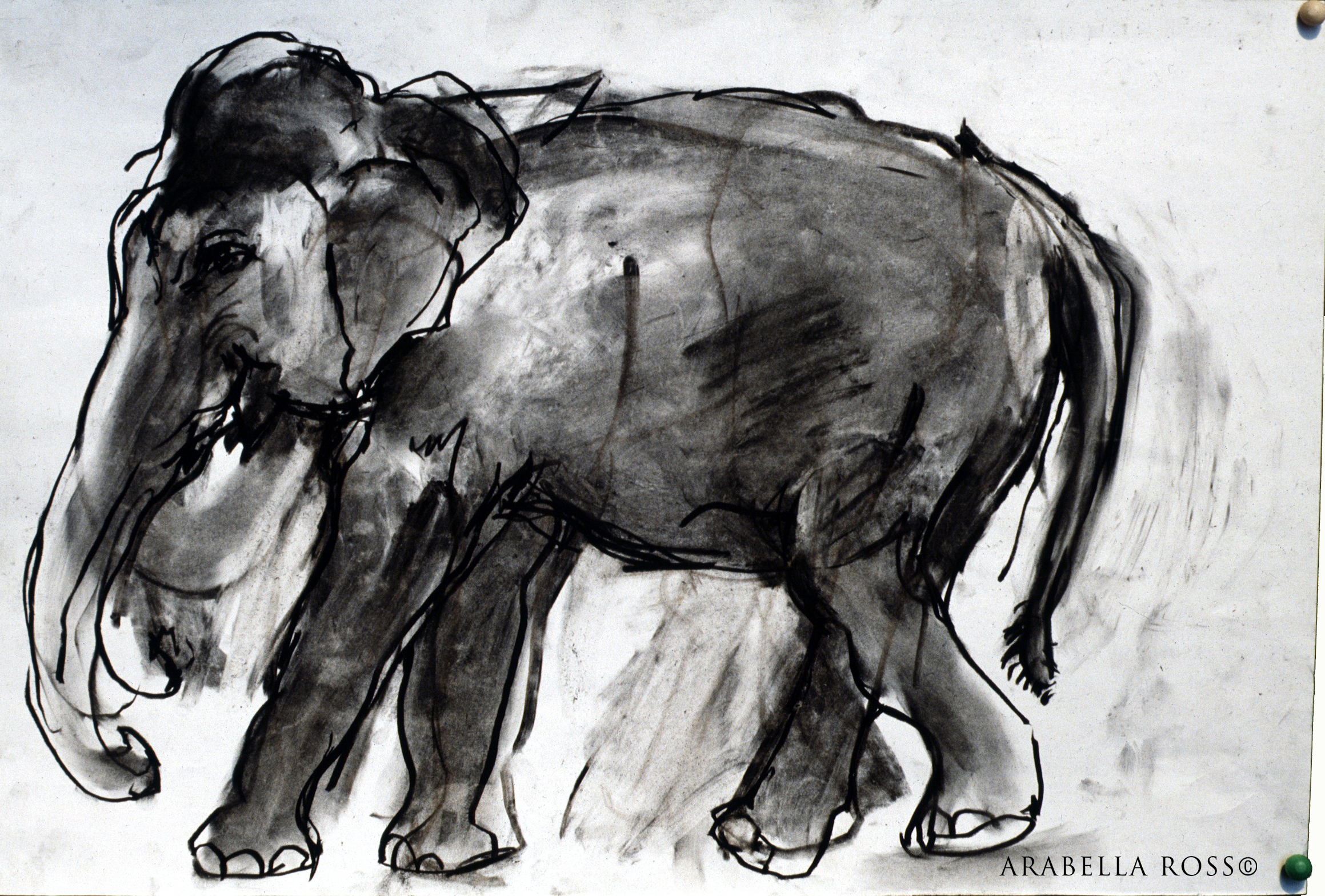 2319x1568 India, Charcoal, Ink, Colour, Framed Pictures, Drawing, Artworks - Elephant Charcoal Drawing