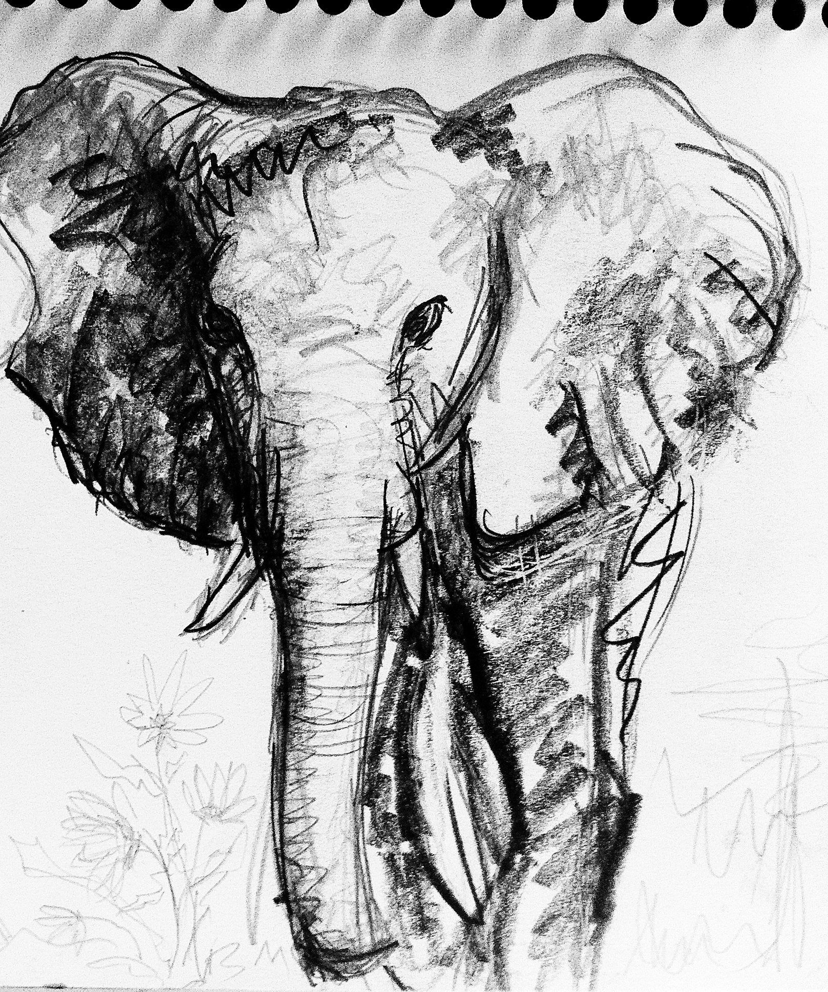 Elephant Charcoal Drawing at PaintingValley.com | Explore collection of ...