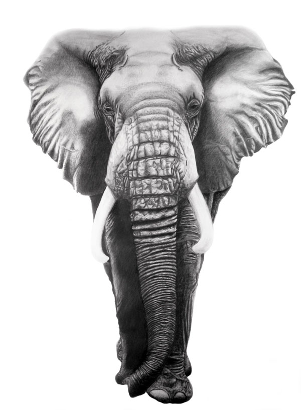 600x817 African Elephant - Elephant Charcoal Drawing