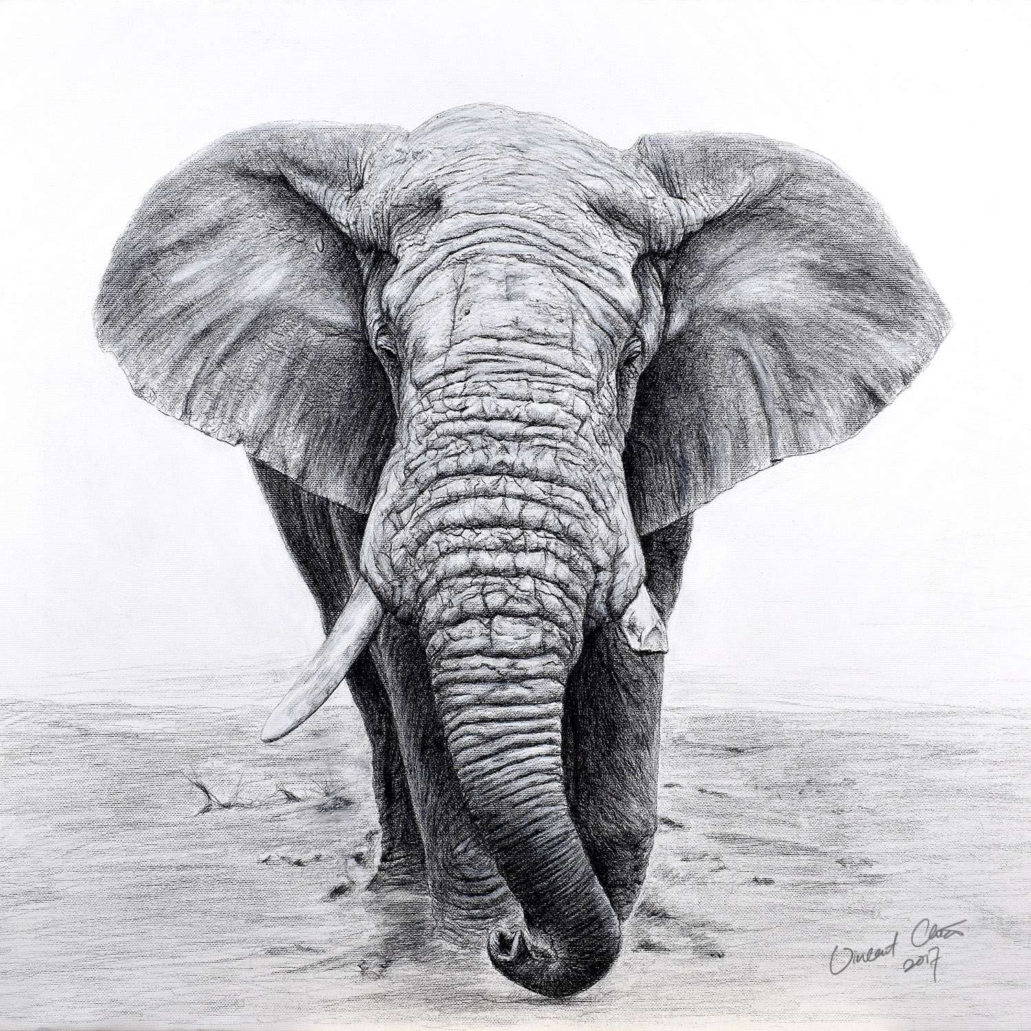 Elephant Charcoal Drawing at PaintingValley.com | Explore collection of ...