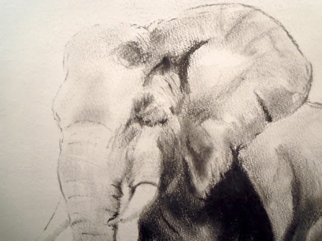 640x480 An Elephant A Day Elephant No Black And White Charcoal - Elephant Charcoal Drawing