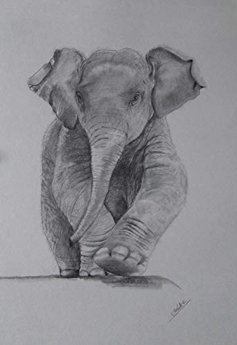 343x500 Baby Elephant - Elephant Charcoal Drawing