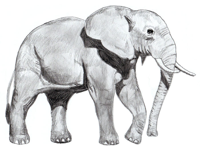 700x528 How To Draw An Elephant - Elephant Drawing