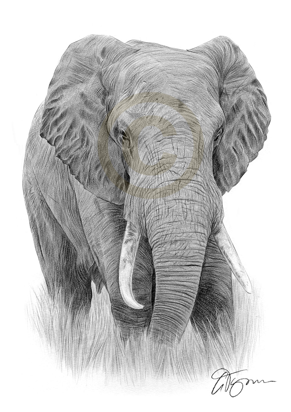 1000x1414 African Elephant Artwork Pencil Drawing Print Sizes Signed - Elephant Drawing