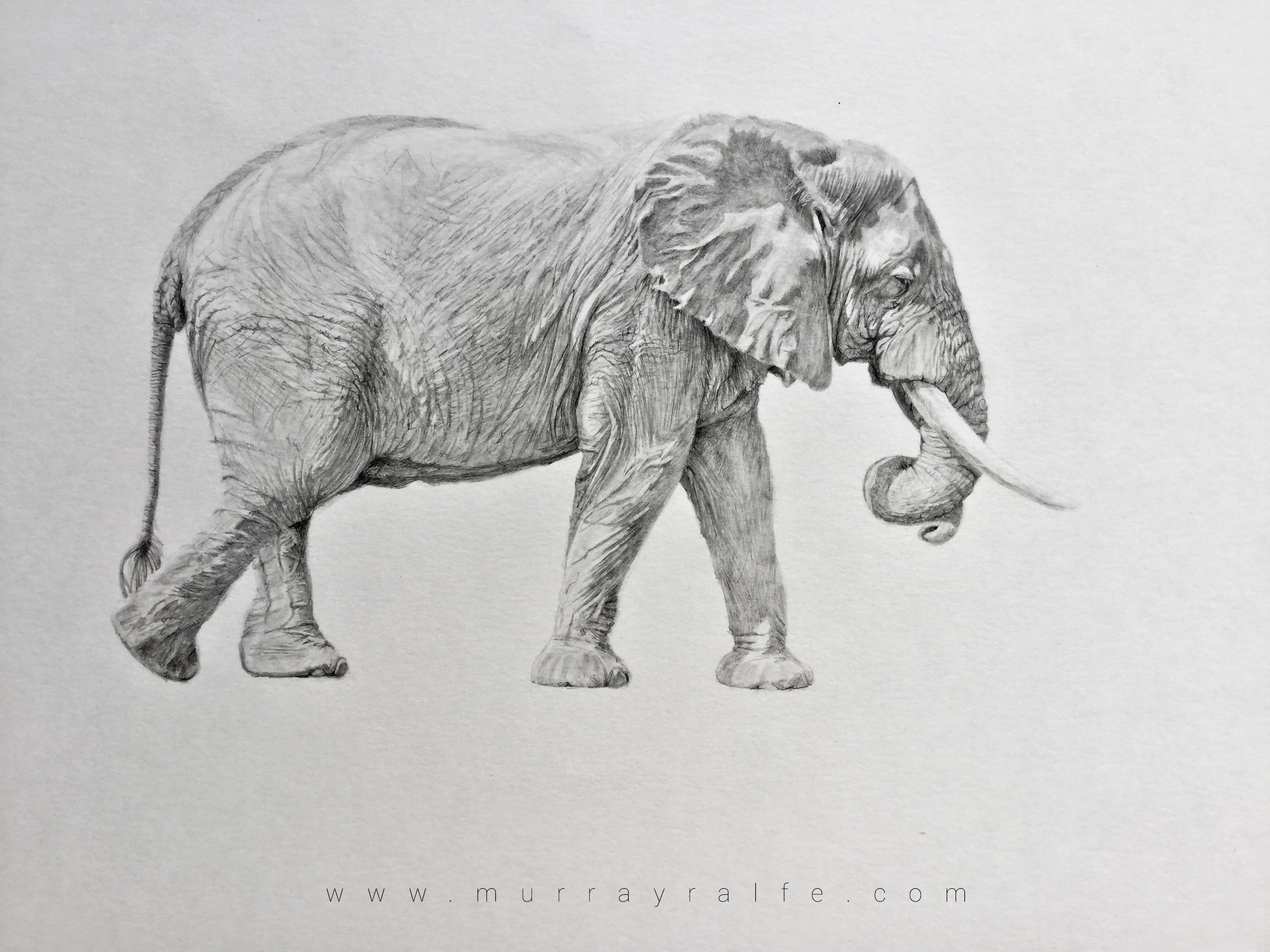 2572x1928 Elephant Drawings Murray Ralfe Art - Elephant Drawing Art