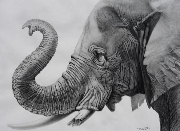 585x427 Elephant Drawings Free Printable, Png Format Download - Elephant Drawing Art