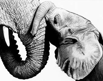 340x270 Elephant Drawing Etsy - Elephant Drawing Art