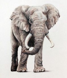 236x273 Best Elephant Drawings Images Elephant Illustration - Elephant Drawing Art