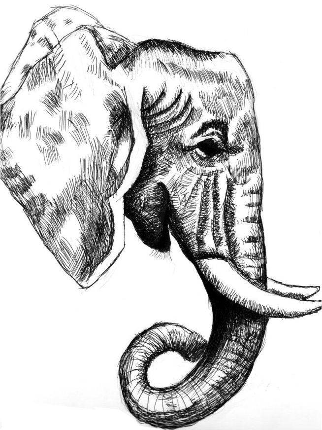 654x872 Elephant Drawing Free Download - Elephant Drawing Art