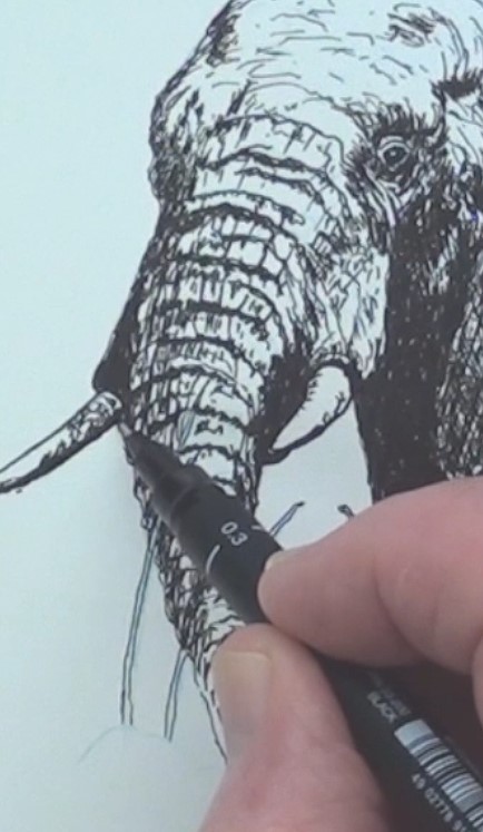 434x747 How To Draw An Elephant In Pen And Ink Online Art Lessons - Elephant Drawing Art