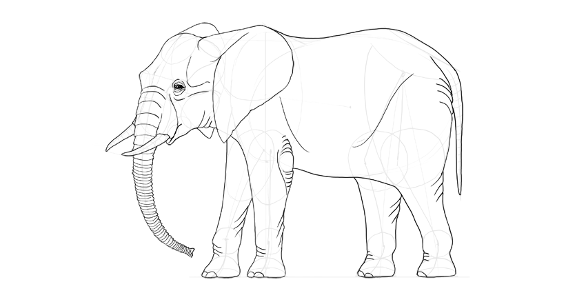 850x425 How To Draw An Elephant Step Step Elephant Sketch Dious Design - Elephant Drawing Easy