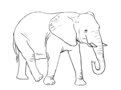 474x355 How To Draw An Elephant Drawings Elephant Face Drawing - Elephant Drawing Images