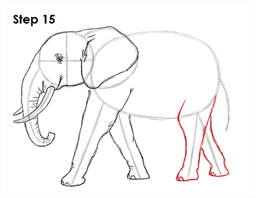 500x386 How To Draw An African Elephant - Elephant Drawing Images