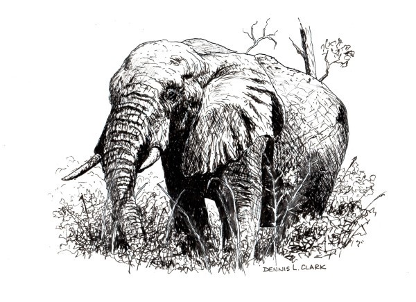 600x435 How To Draw An Elephant In Pen And Ink Online Art Lessons - Elephant Drawing Images