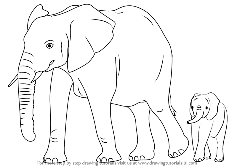 800x563 Learn How To Draw An Elephant Family - Elephant Drawing Images