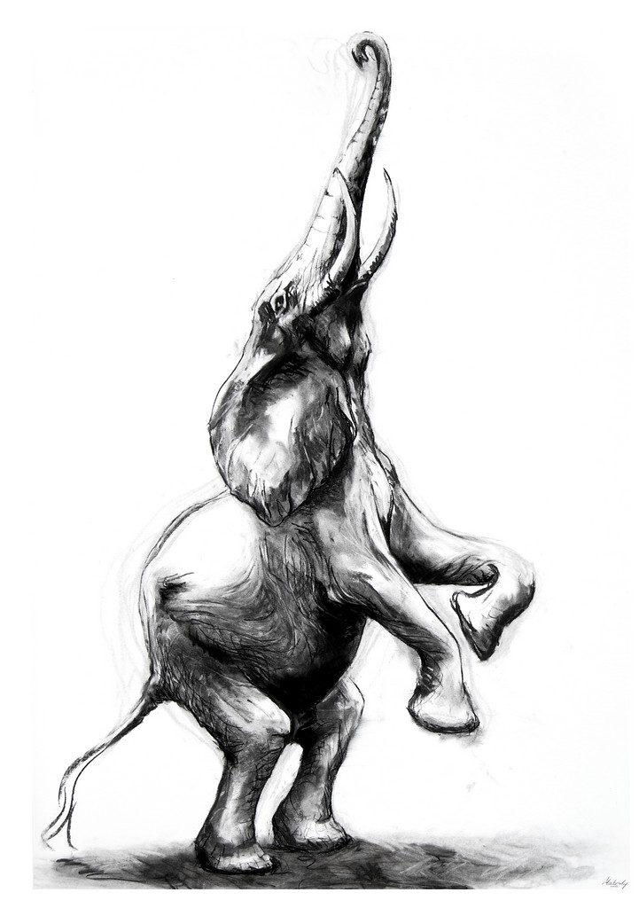 721x1024 Life Size Elephant Project James Maberly Sculpture And Drawing - Elephant Drawing Images