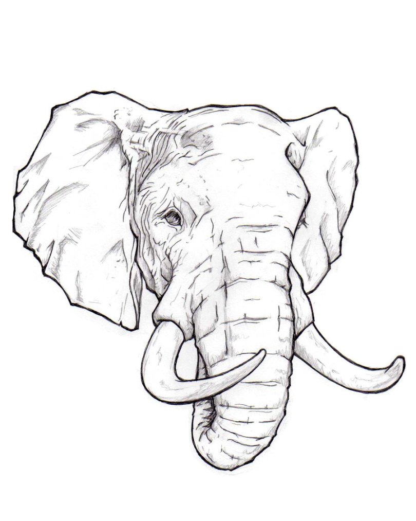 810x1013 Wonderful Elephant Drawing Images How To Draw An Head Step - Elephant Drawing Images