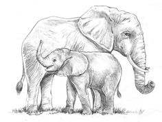 236x178 Elephant Drawing - Elephant Drawing Images