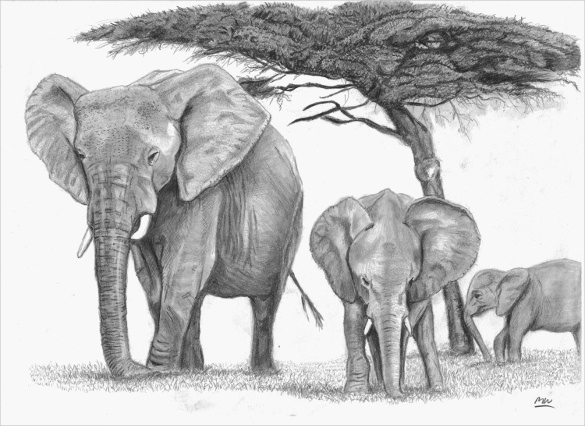 585x426 Elephant Drawings Free Printable, Png Format Download - Elephant Drawing Images