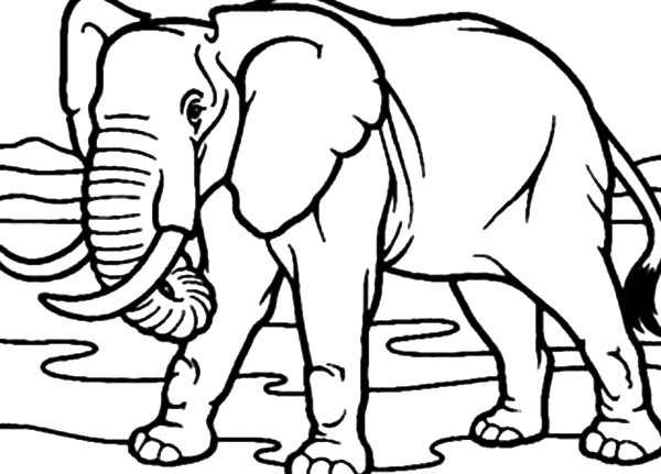 600x431 Drawing African Elephant Coloring Pages Coloring Sky - Elephant Drawing Pages