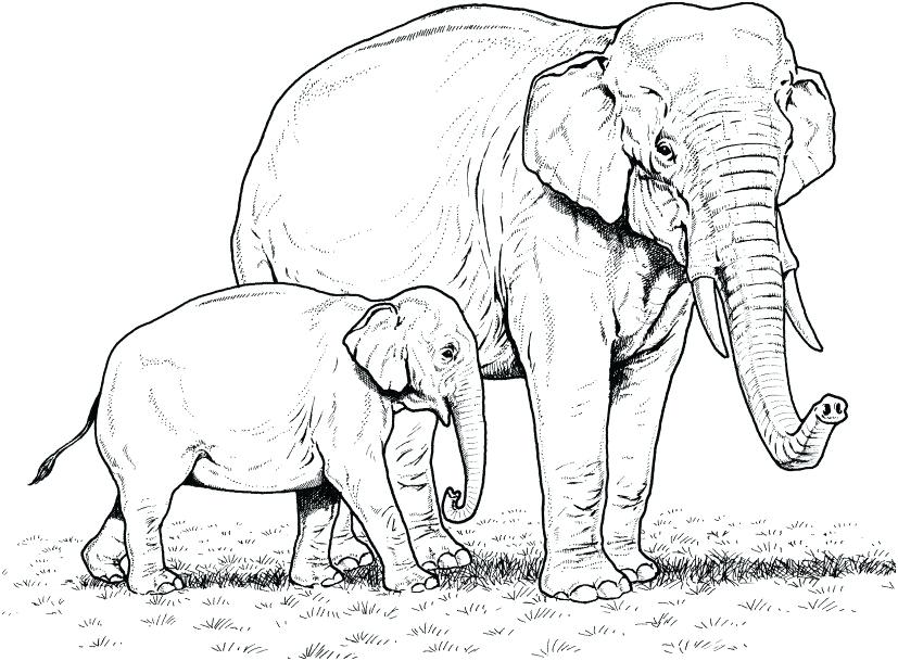 Download Elephant Drawing Pages at PaintingValley.com | Explore ...