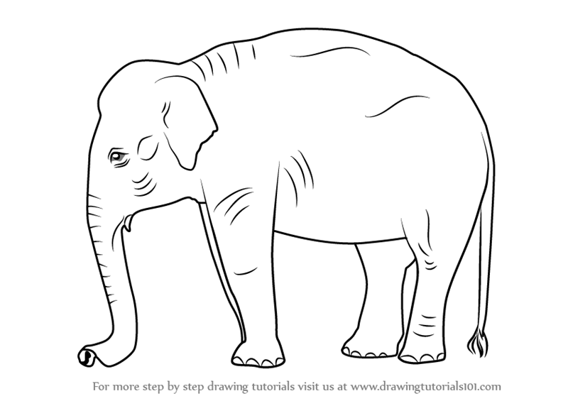800x565 Learn How To Draw An Indian Elephant - Elephant Drawing Pictures