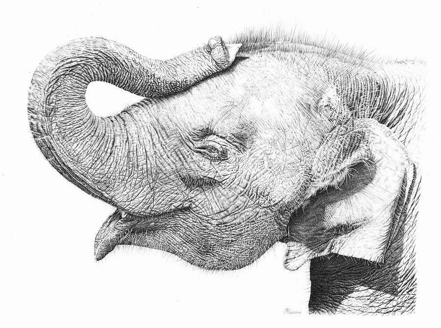 900x670 Baby Elephant Drawing - Elephant Drawing Pictures