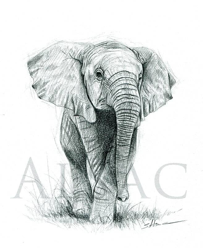 657x800 elephant drawing baby elephant elephant drawing instructions - Elephant Drawing Simple