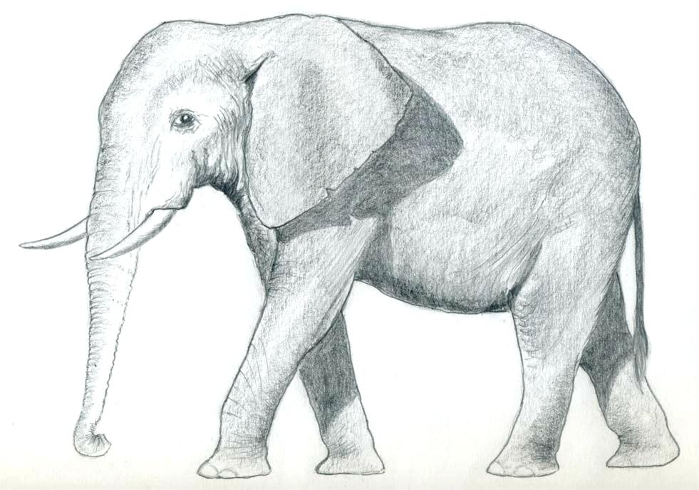 Elephant Drawing Simple at PaintingValley.com | Explore ...