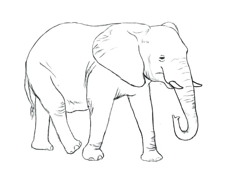 750x562 How Do You Draw A Elephant Coloring Pages Graceful How To Draw - Elephant Drawing Step By Step